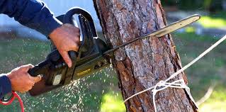 Best Tree Trimming and Pruning  in Haltom City, TX