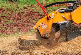 Best Fruit Tree Pruning  in Haltom City, TX