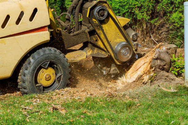  Haltom City, TX Tree Services Pros