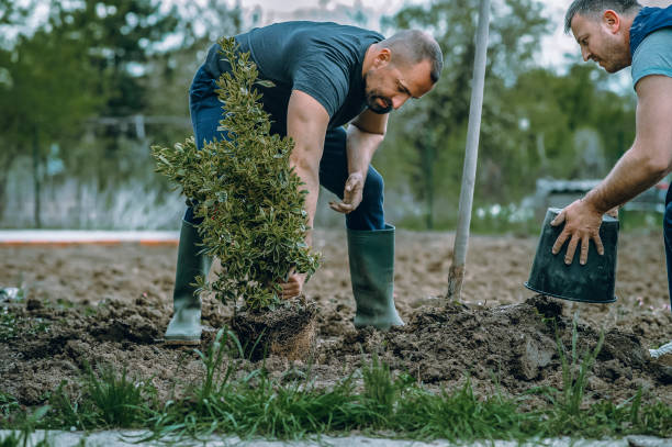 Haltom City, TX Tree Services Company