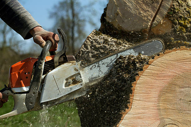 Best Commercial Tree Services  in Haltom City, TX